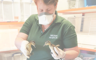 Leicestershire Wildlife Hospital